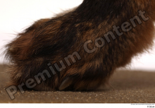 Red fox foot 0012.jpg